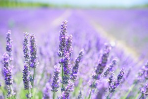 lavender-blossom-1595581_960_720
